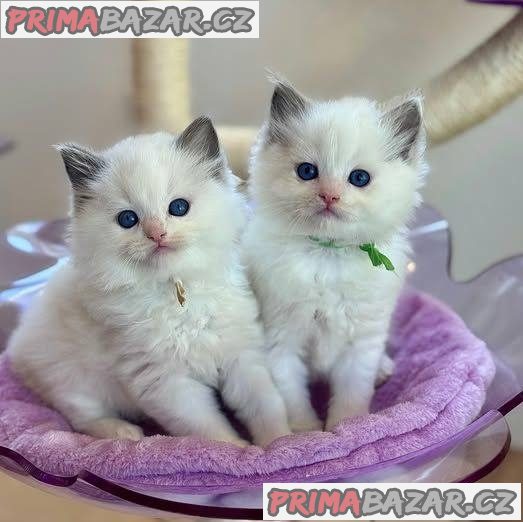 Vynikající koťata plemene Ragdoll