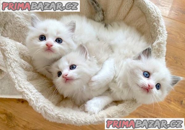 Vynikající koťata plemene Ragdoll