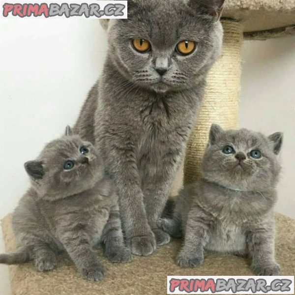 Vynikající britská krátkosrstá koťata