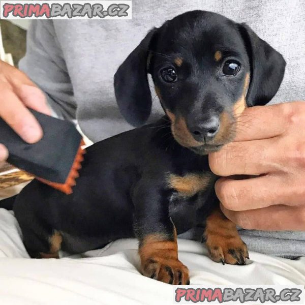 Jezevčík hladkosrstý trpasličí