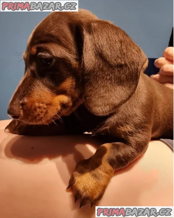 Jezevčík hladkosrstý trpasličí