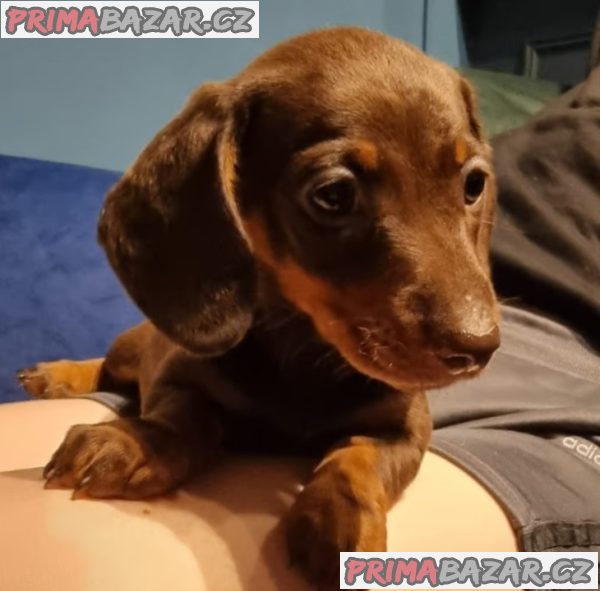 Jezevčík hladkosrstý trpasličí