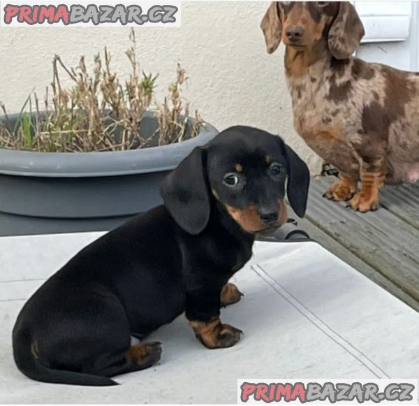 Jezevčík hladkosrstý trpasličí