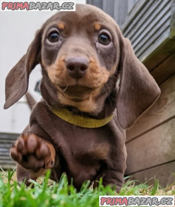 Jezevčík hladkosrstý trpasličí