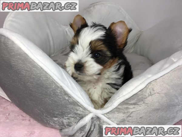 Jorkšír - prodáme štěňátka bez pp