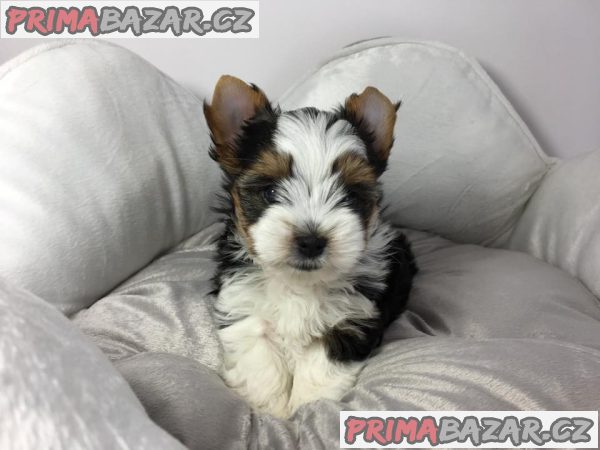 Jorkšír - prodáme štěňátka bez pp