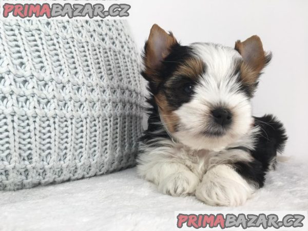 Jorkšír - prodáme štěňátka bez pp