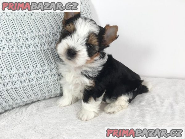 Jorkšír - prodáme štěňátka bez pp