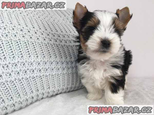 Jorkšír - prodáme štěňátka bez pp