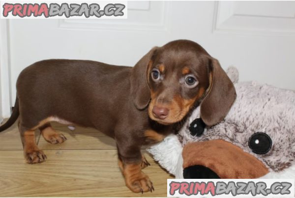 Prodám štěňátka jezevčíků hladkosrstého trpasličích