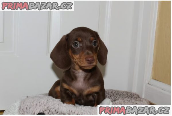 Prodám štěňátka jezevčíků hladkosrstého trpasličích