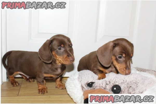 Prodám štěňátka jezevčíků hladkosrstého trpasličích