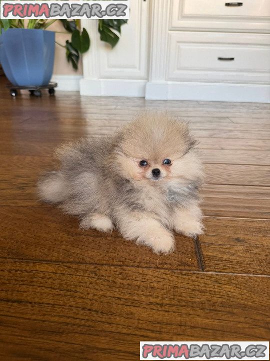 Štěňátka Německý špic trpasličí (Pomeranian) s PP