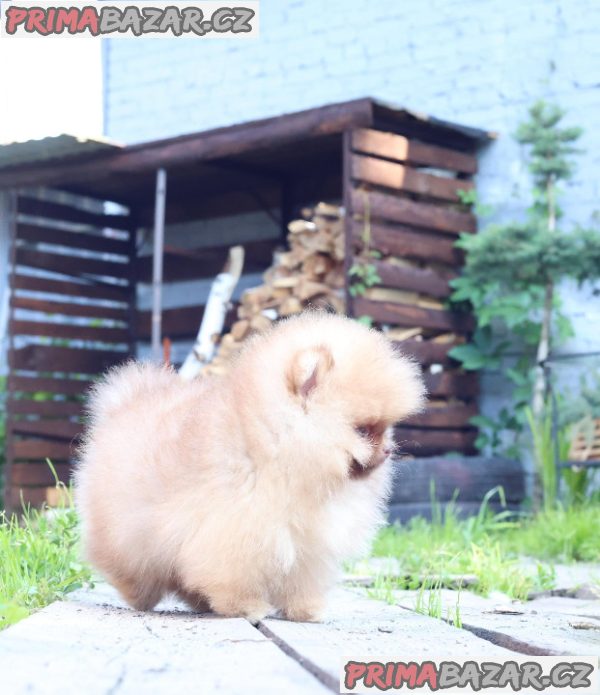 Štěňátka Německý špic trpasličí (Pomeranian) s PP