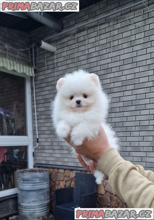 Štěňátka Německý špic trpasličí (Pomeranian) s PP