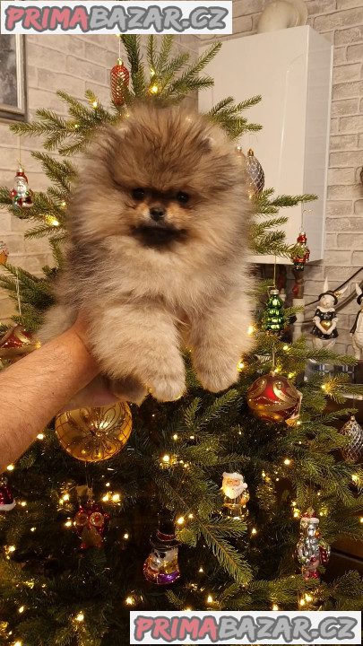 Štěňátka Německý špic trpasličí (Pomeranian) s PP