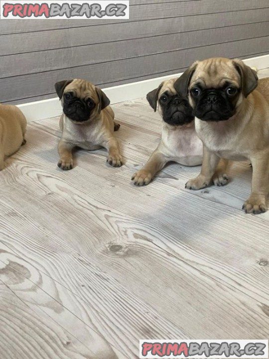 Mopslík, Pug Mopslík, Pug