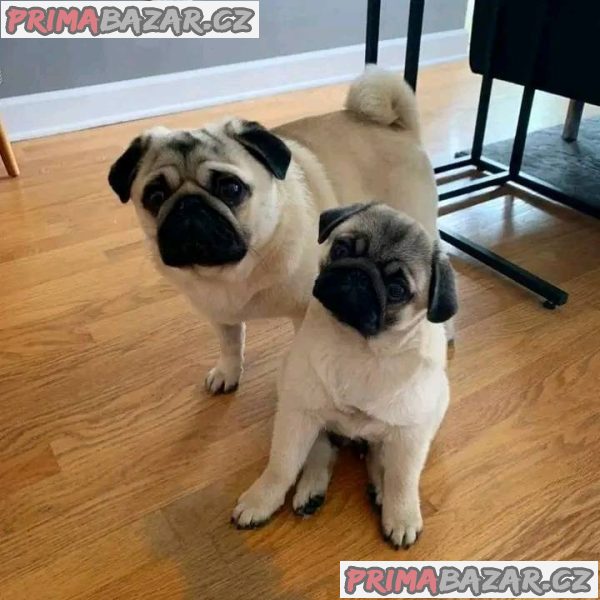 Mopslík, Pug Mopslík, Pug