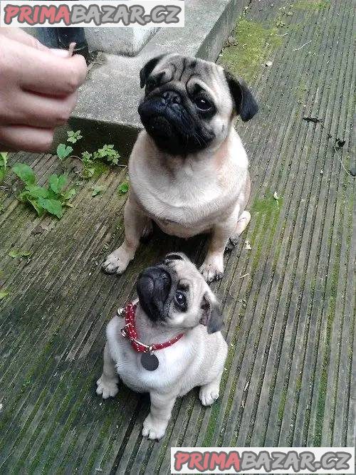 Mopslík, Pug Mopslík, Pug