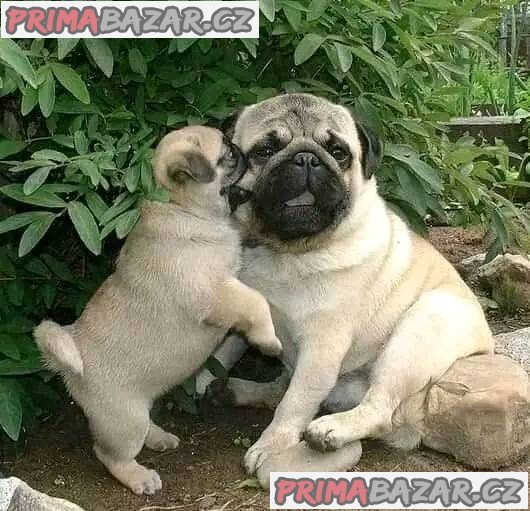 Mopslík, Pug Mopslík, Pug