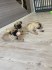 Mopslík, Pug