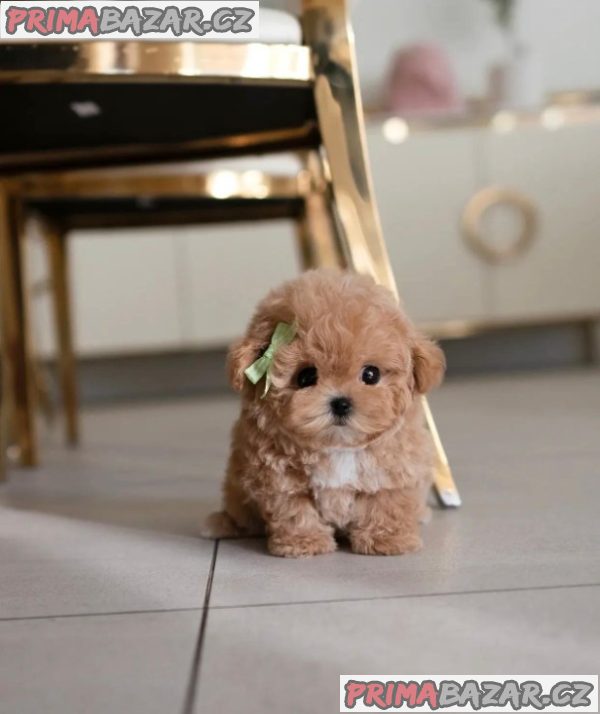 Preslatki štenci rase Teacup za udomljavanje Whatsapp: +48 721-046-420