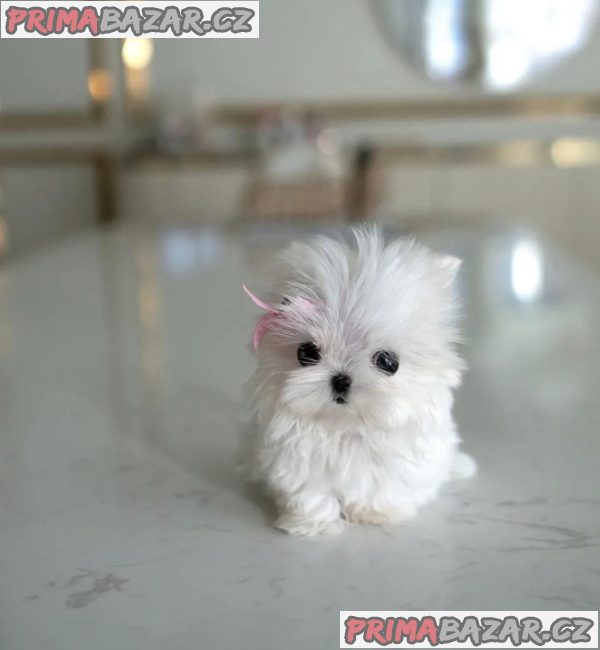 Preslatki štenci rase Teacup za udomljavanje Whatsapp: +48 721-046-420