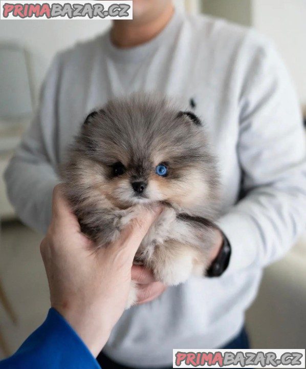 Preslatki štenci rase Teacup za udomljavanje Whatsapp: +48 721-046-420
