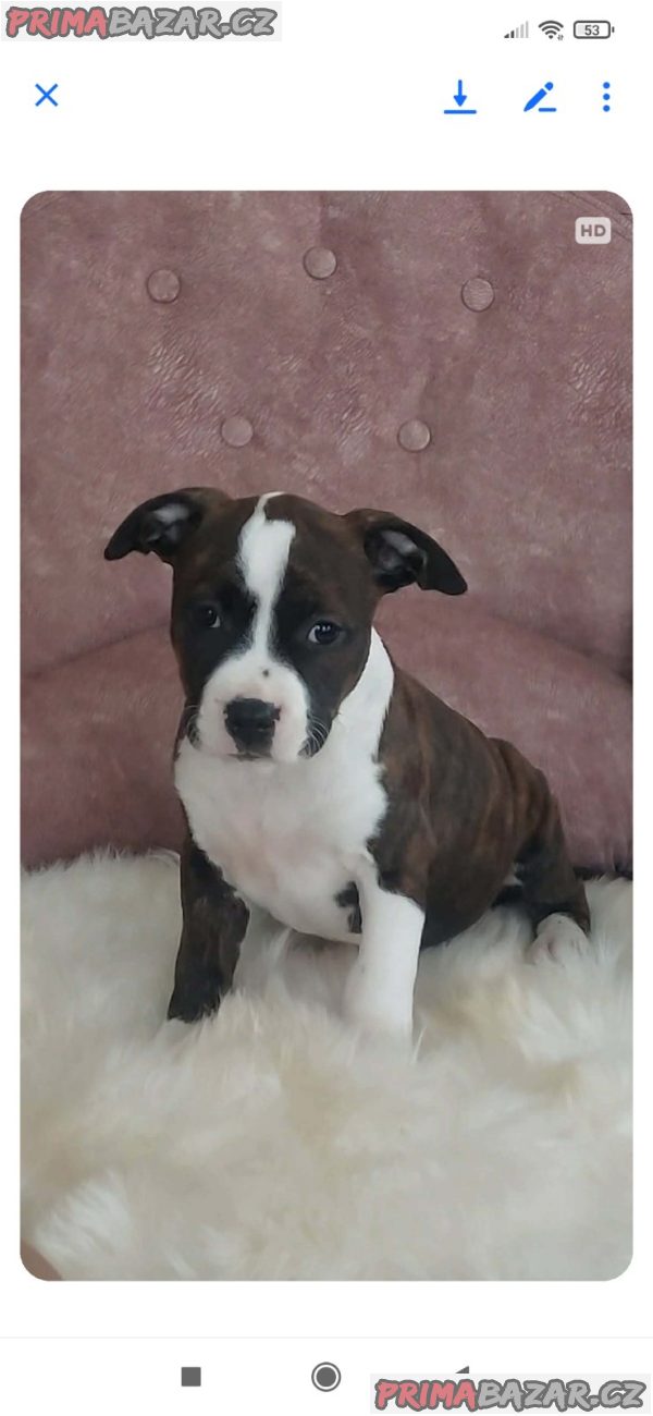 american-staffordshire-female