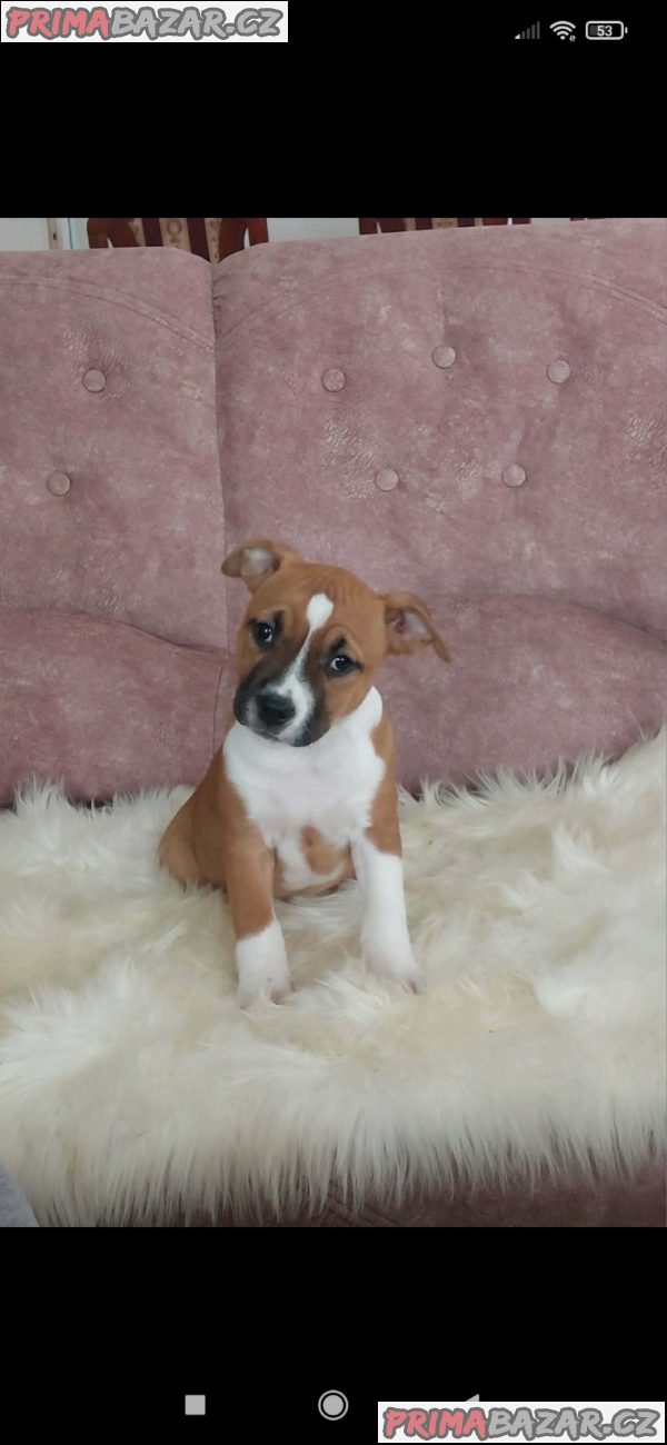 American Staffordshire female