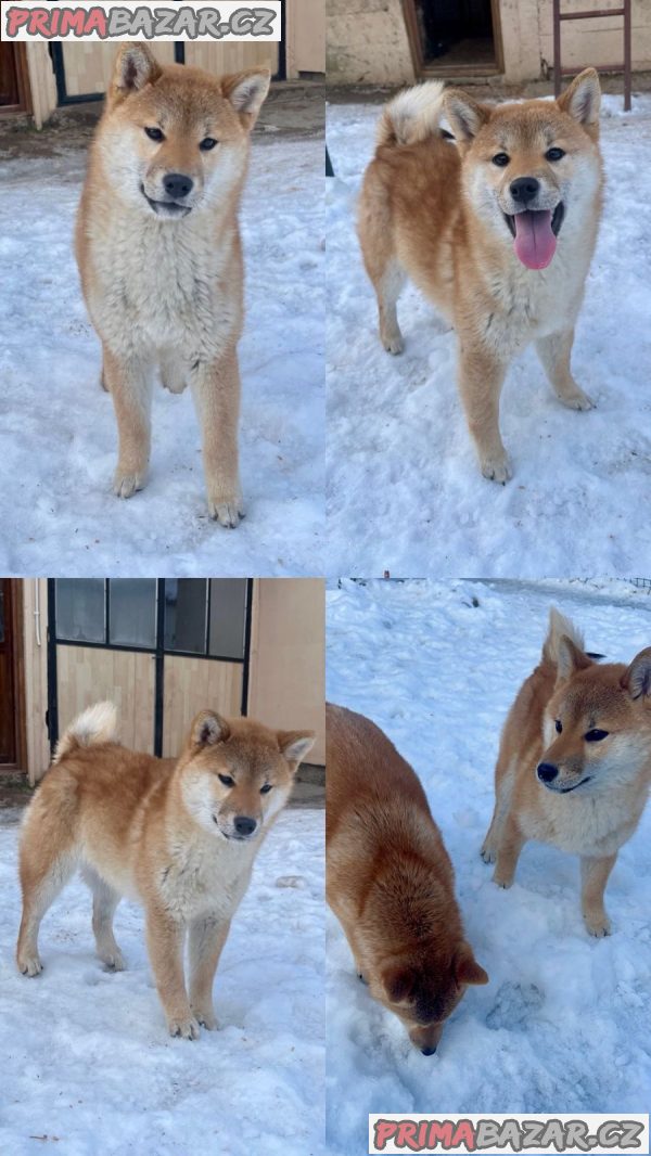 Shiba inu puppies from top parents