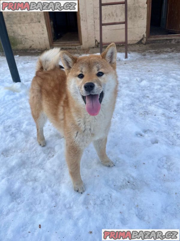 Shiba inu puppies from top parents