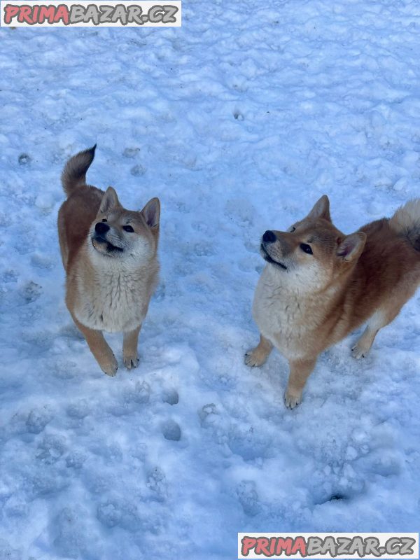 Shiba inu puppies from top parents