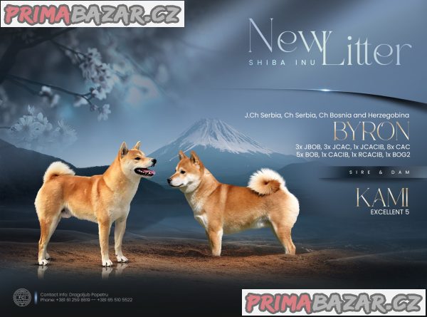 Shiba inu puppies from top parents