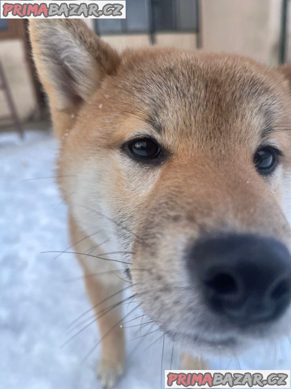Shiba inu puppies from top parents
