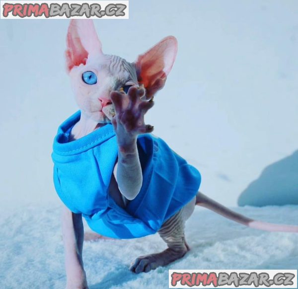 ŽENSKA MAČICA BIJELOG SPHINKS S PLAVIM OČIMA Whatsapp: +48 721-046-420