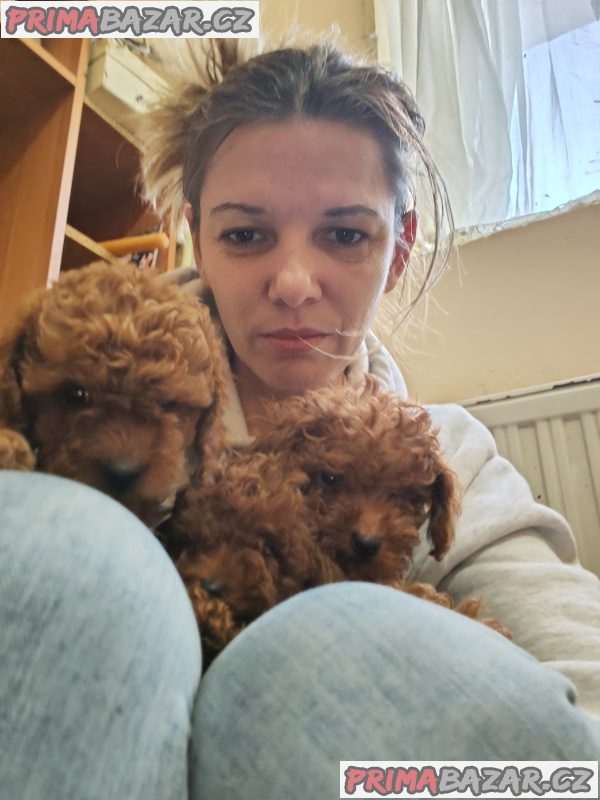 Red toy poodles Red toy poodles