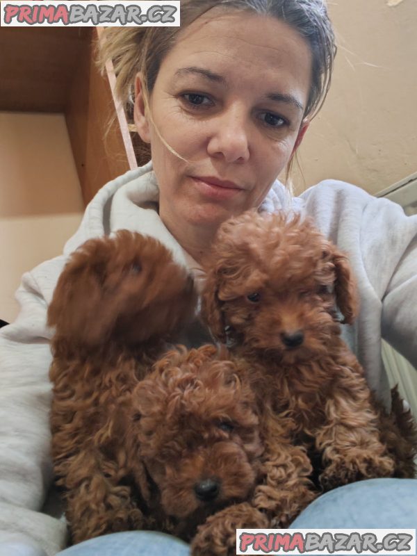 Red toy poodles Red toy poodles