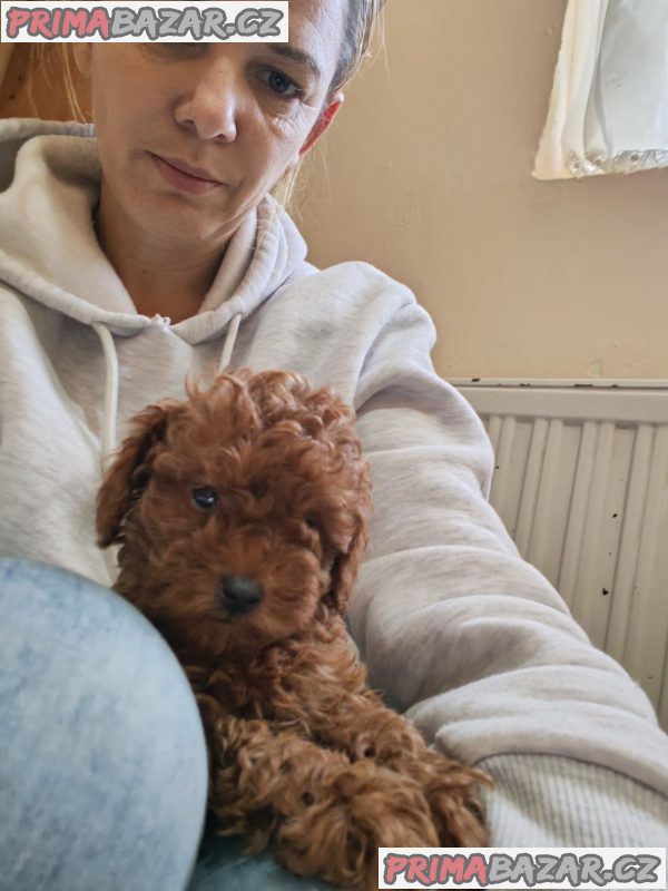 Red toy poodles Red toy poodles