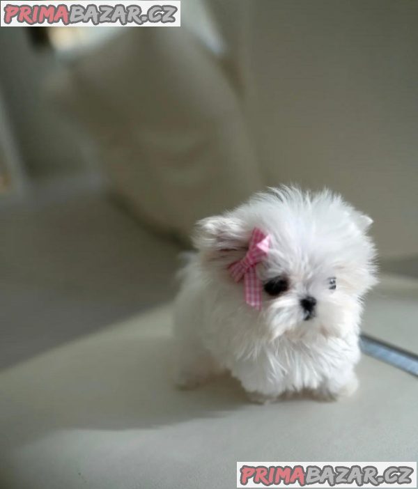 Preslatki štenci za udomljavanje Whatsapp: +48 721-046-420