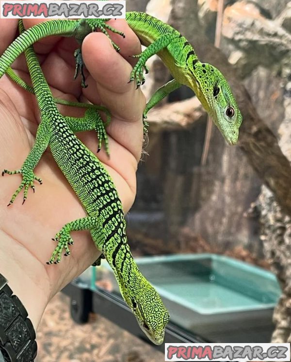 Prodám ještěrku zelenou stromovou