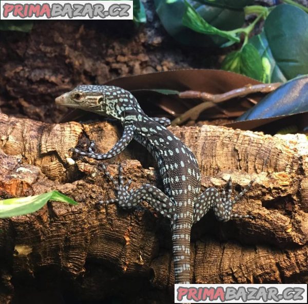 Prodám ještěrku modrou