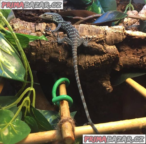 Prodám ještěrku modrou