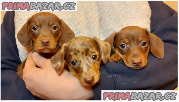 Jezevčík hladkosrstý trpasličí