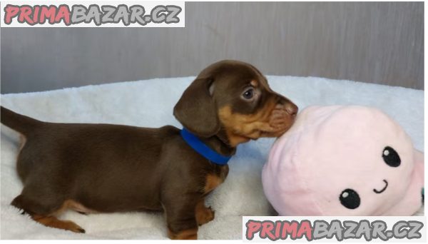 Jezevčík hladkosrstý trpasličí