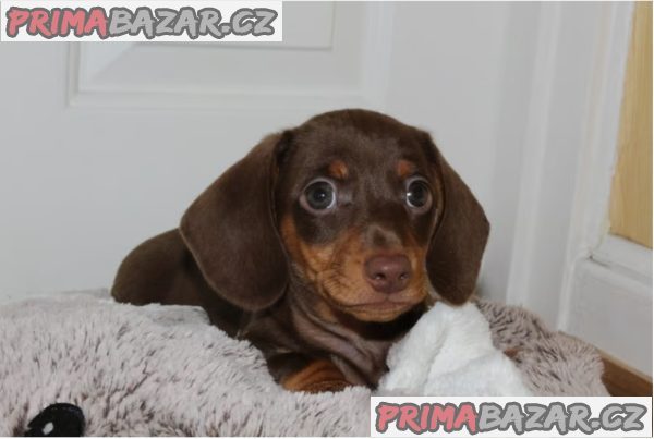 Jezevčík hladkosrstý trpasličí