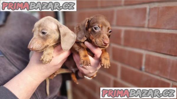 Jezevčík hladkosrstý trpasličí