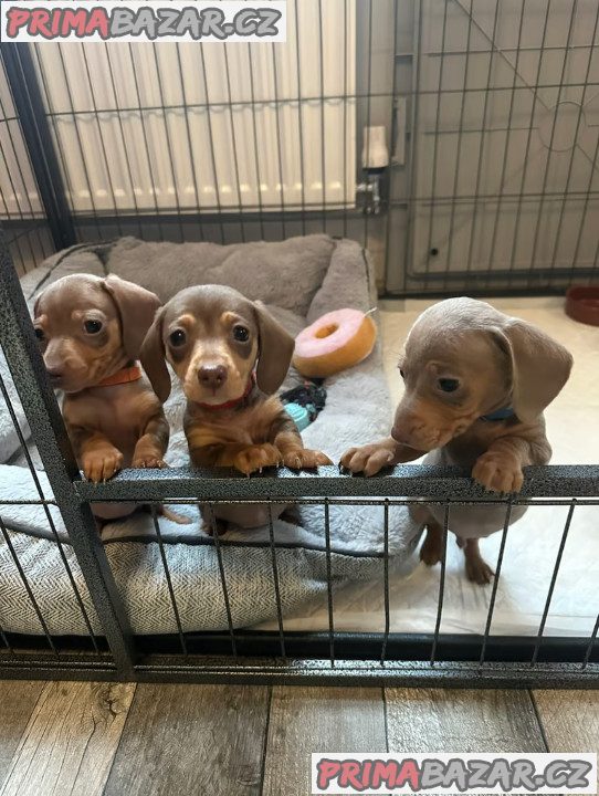 Jezevčík hladkosrstý trpasličí