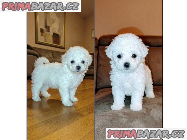 Curly Bichon