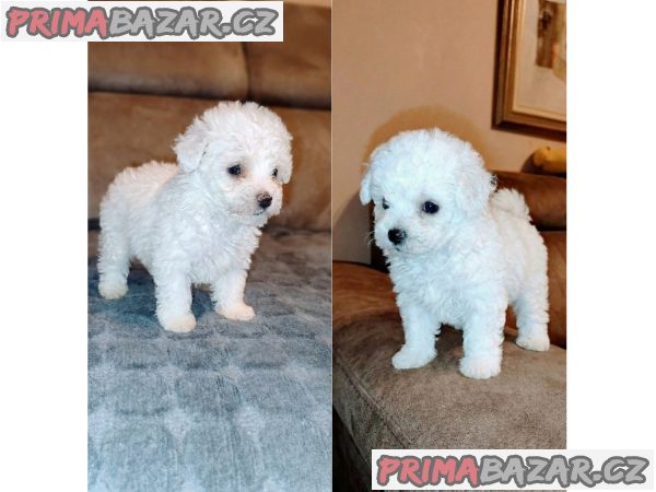 Curly Bichon